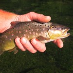 Lovely colours