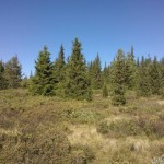 Here I photographed trees to find my entry point - this doesn't work.