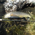 Fish on the SL Professional.