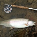 A bullet of a trout.
