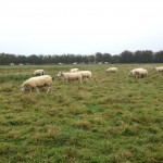 Ron the Sheep turns up.