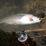 Just another fantastic fish for Paul.