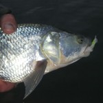 1 Asp on Cat's Whisker!
