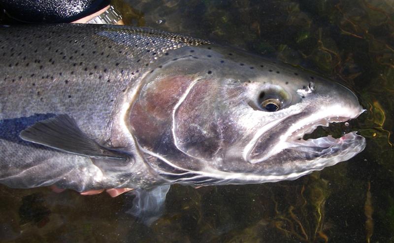 dreamfish