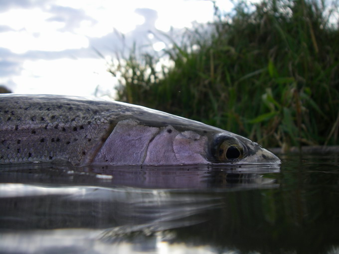 The way it should be done