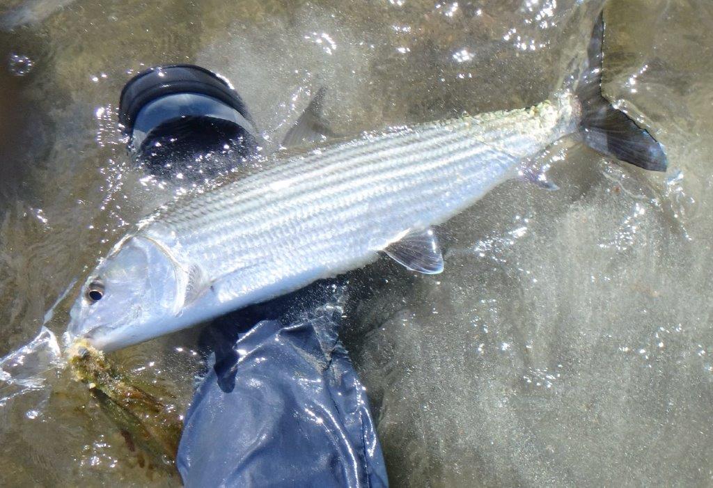 B21E1713-2FE2-403B-B507-7786FD227D1F