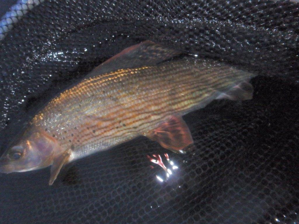 36438D1E-2CE2-4BD3-B905-B87A5DEF2D5E