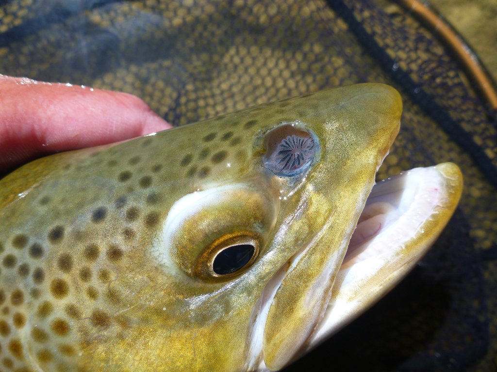 Can anyone ID this horrible looking thing. This trout from Benmore..