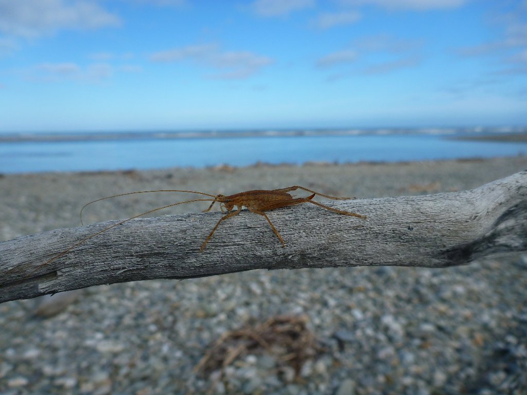 This big bug from Haast beach on the way home..