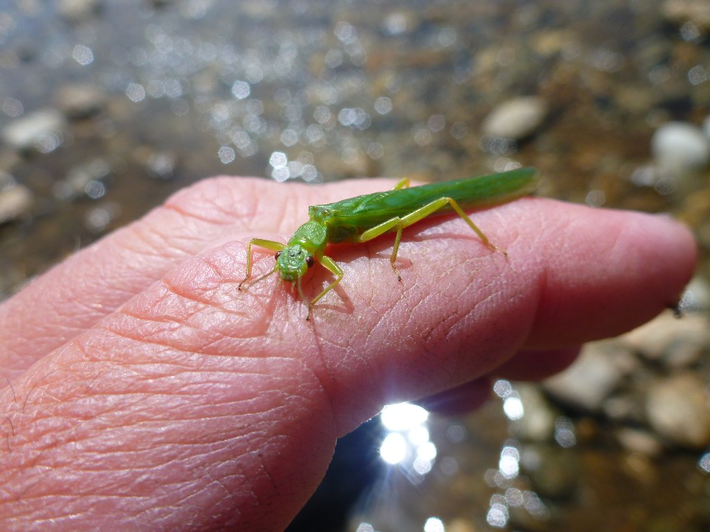 A large green stonefly. Breandan, can you ID this? It has a red body under those wings..
