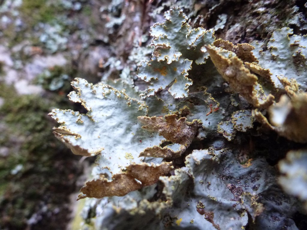 Lichen growing on a tree..
