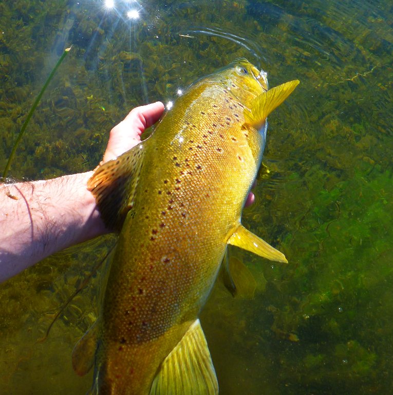 This stunning olive trout ran about 25m, a great fish.