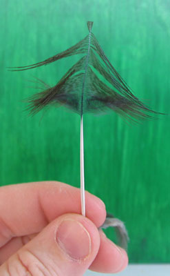 Dyed pheasant rump feather for front hackle, prepared