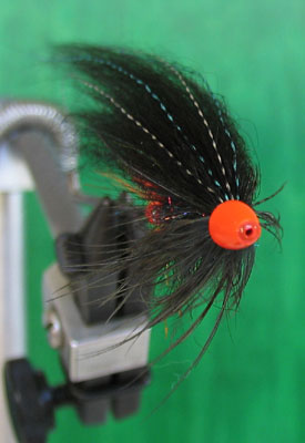Fly seen from the front, volume is obvious