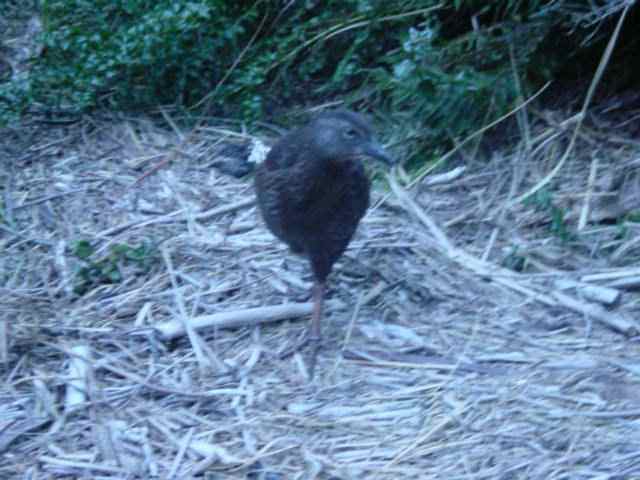 The Giant New Zealand Penguin - An awesome beast. Able to cut a man in two with one slash of its mighty claws. Carniverous and ALWAYS hungry. We realised later this one had been drawn to the cooking smells of the evening meal.