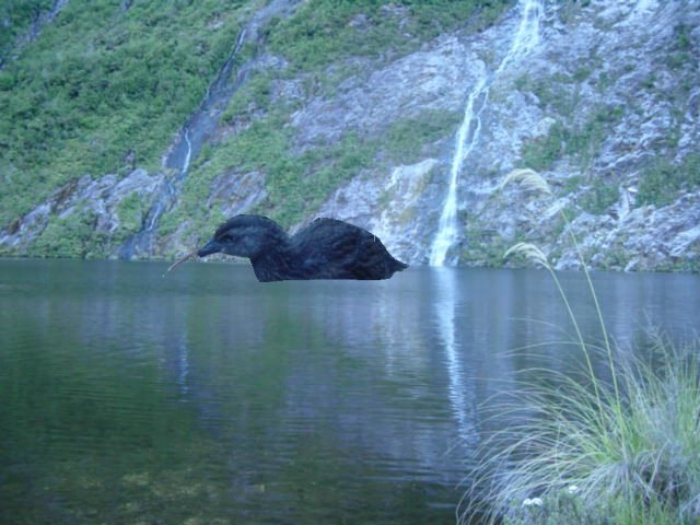 The Giant New Zealand Penguin - An awesome beast. Able to cut a man in two with one slash of its mighty claws. Carniverous and ALWAYS hungry. We realised later this one had been drawn to the cooking smells of the evening meal.