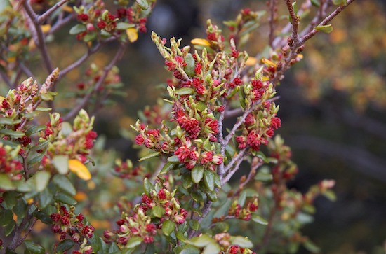 Beech flowers