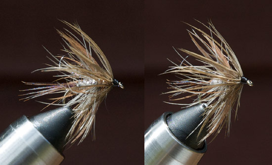 French Partridge Wet
