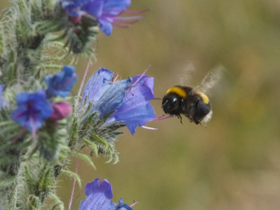 Bumblebee flying