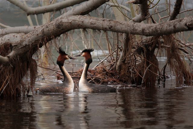 Grebes