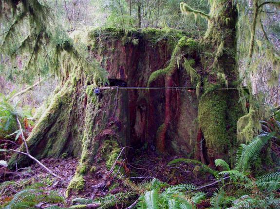 4 meter diameter stump - Oregon Coast