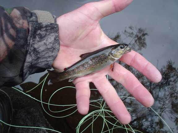 plunder10.jpg - This was Lars' fish... I caught this one.