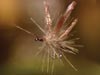 Veli Autti's Fluttering Willow