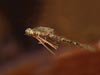 Oliver Edwards Plaited Abdomen Damsel