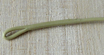 Streamlined Loop