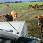 These inquisitive calves were brave.. the ring leader kept bringing them closer to me!