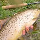Some superb fish swim in the secret dam.. Lots of little ones too, great promise for the future.