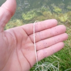 I think these are tiny snails. they were in the surface film. They collected on my hand as I retrieved..