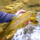 A stunning 3lber from a wilderness gorge.