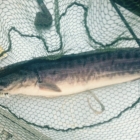 Today's FAT Snakehead!!