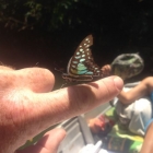 Paul finds this butterfly. One of many.