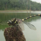 Dragonfly - natural