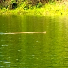I'm told this is a King Cobra (about 8ft long, turned on us as we got closer!)