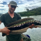Flavio's catch - Giant Snakehead