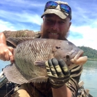 Another trophy 4KG Gourami also on an ant fall!