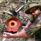 The Rafflesia. Looks like many will “bloom” soon. 