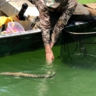 A nice release shot of Flavio and a Snakehead