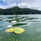 A floating lily pad, in the middle of the lake, off on an adventure