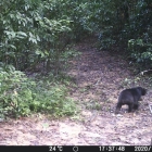 A sun bear. For some reason they are always walking away from the trail cam 
