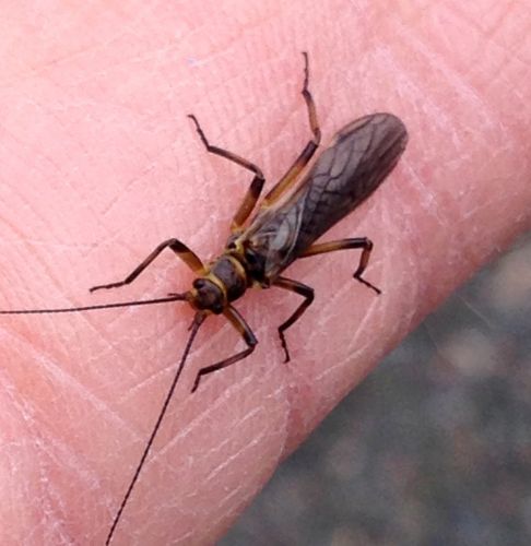 early Stonefly 2