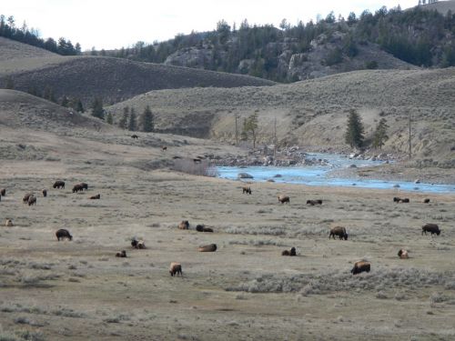 Lamar valley 2015 213-2