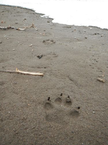 Lamar valley 2015 207-2