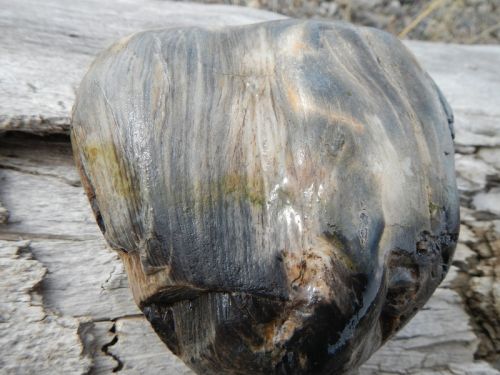 Lamar valley 2015 197-2