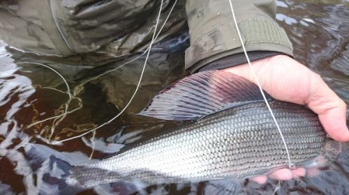 keepthemwet grayling