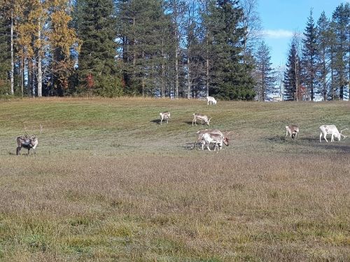 reindeer on the field
