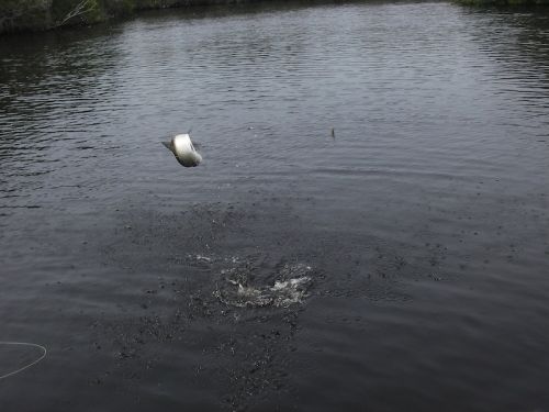 Airborne juvi poon RSFSL